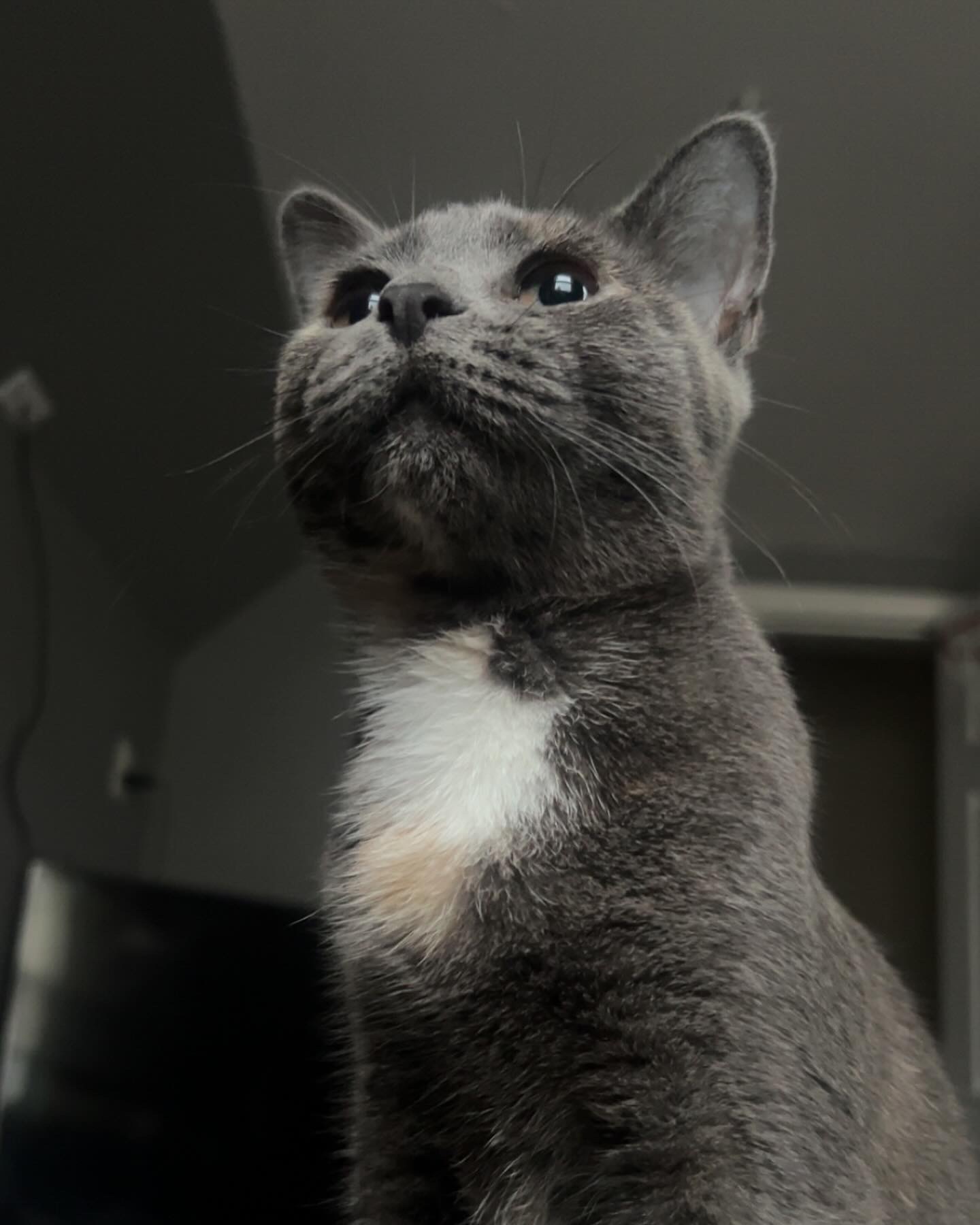 Eevee the cat
